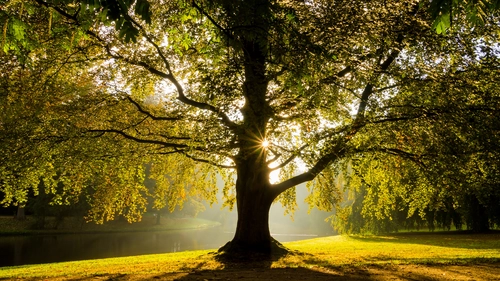 дерево, лес, река, зеленые, желтые, природа