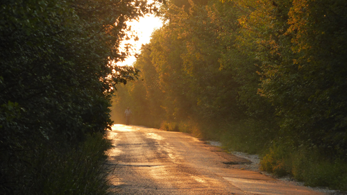 дорога, деревья, закат, свет, желтые, зеленые