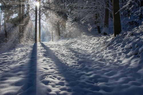 свет, тень, деревья, лес, зима, коричневые, черные, желтые, белые