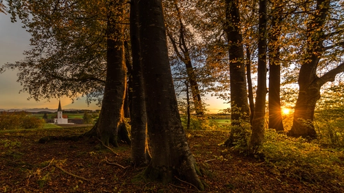 лес, деревья, природа, горизонт, коричневые, зеленые