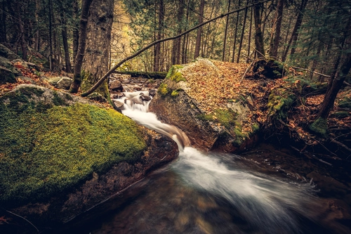 ручей, природа, лес, коричневые, деревья, белые