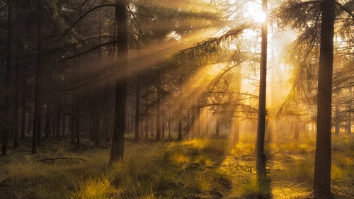 свет, лес, деревья, желтые, зеленые, природа