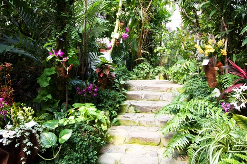 джунгли, лестница, ступени, япония, бежевыЕ, зеленые