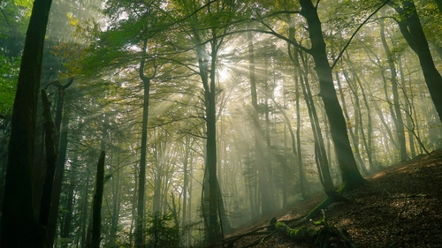 склон, лес, деревья, природа, зеленые