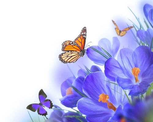 цветы, бабочки, синие, белые, желтые, природа