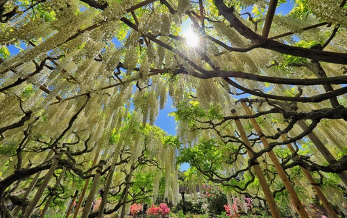 деревья, лес, ветви, синие, зеленые, коричневые, япония