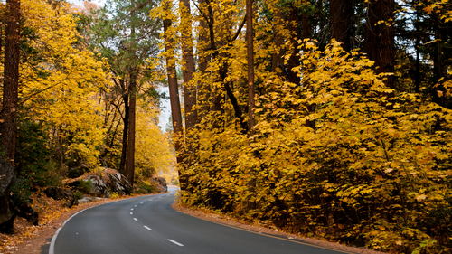 дорога, лес, осень, листья, желтые, природа
