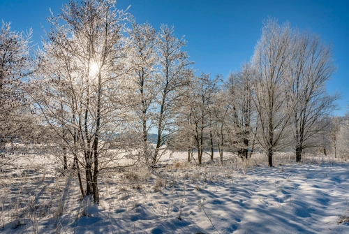свет, лес, деревья, зима, желтые, белые, коричневые