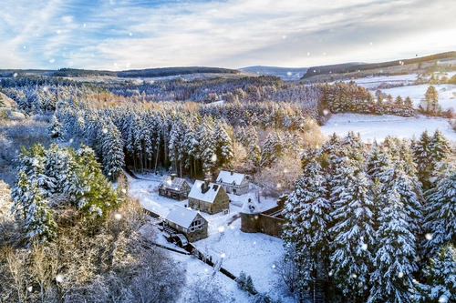 деревья, лес, природа, зеленые, белые, серые