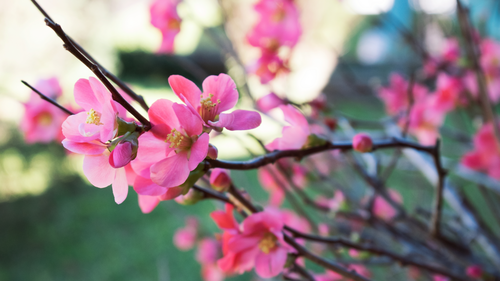 сакура, цветы, розовые, зеленые, природа