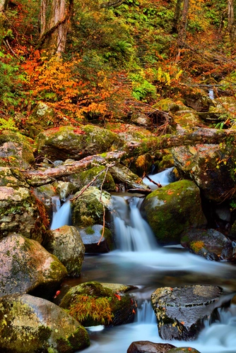 ручей, лес, деревья, природа, оранжевые, коричневые, зеленые