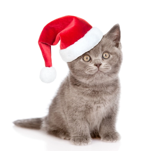 кот, животные, белый фон, праздник, серые, красные, белые