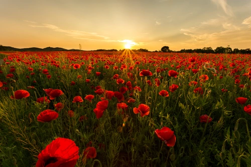 небо, закат, поле, цветы, трава, жёлтые, красные