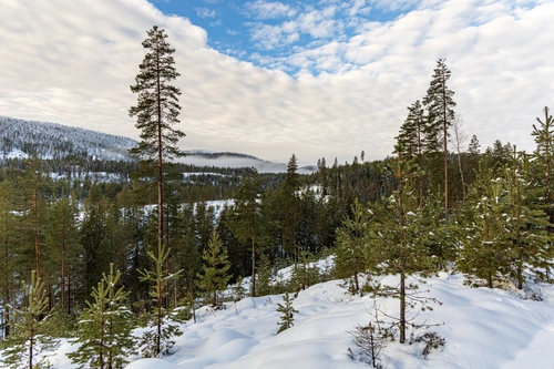 лес, природа, пейзаж, зеленые, синие, белые