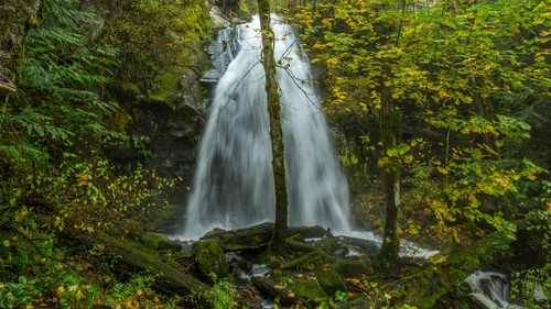деревья, лес, природа ,водопад, река, зеленые