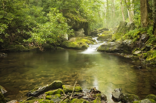лес, река, ручей, деревья, зеленые, коричневые