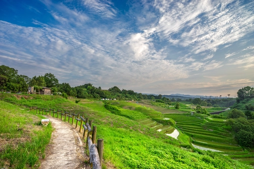 дорога, природа, поле, япония, зеленые, бежевые