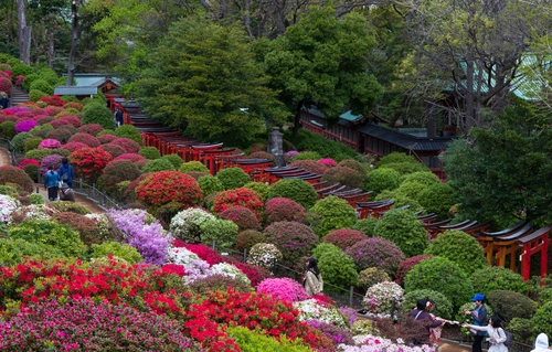 кусты, парк, природа, япония, розовые, красные, зеленые