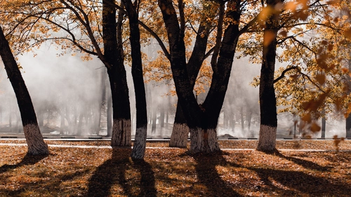 деревья, осень, оранжевые, коричневые, природа