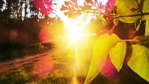 листья, лес, природа, желтые, свет, зеленые