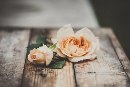 цветы, бежевые, белые, зеленые, дерево