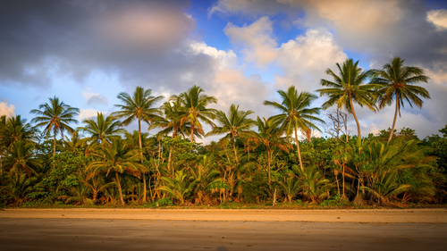 небо, облака, лес, деревья, пальмы, берег, песок, кусты, зелёные, коричневые