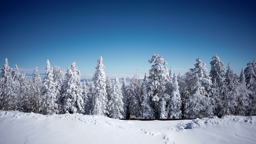зима, горы, снег, деревья, лес, белые, серые
