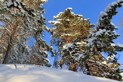 лес, небо, природа, белые, зеленые, синие