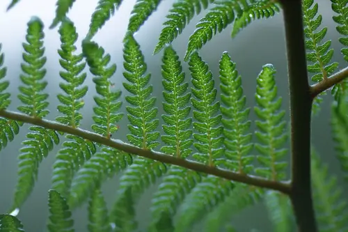 ветка, листья, зелень, растительность, зеленые