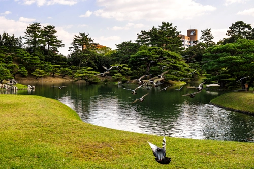 птицы, река, природа, япония, зеленые, белые