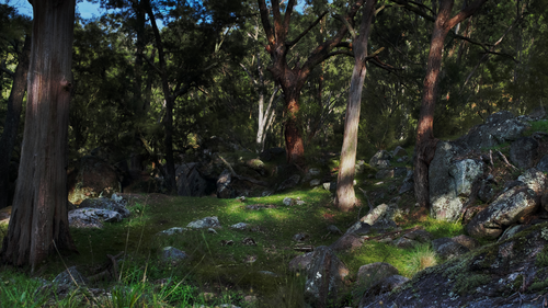 лес, деревья, камни, природа, зеленые, серые