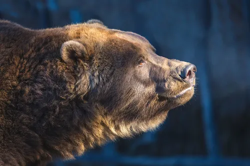 лес, зима, медведь, животные, синие, коричневые